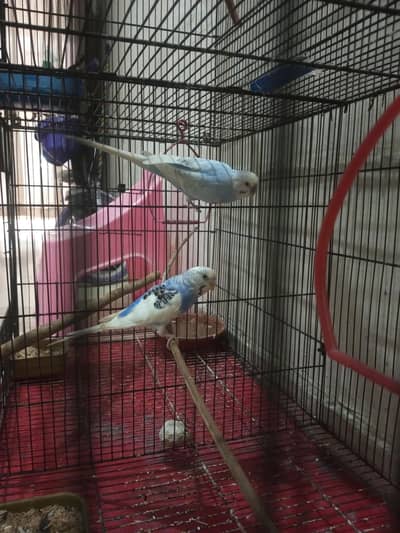 Budgies breeder pair