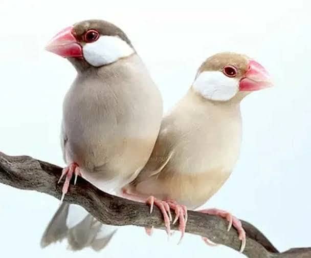 Fawn Java top quality dark head breeders 0