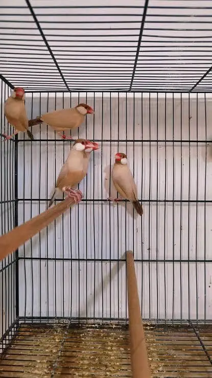 Fawn Java top quality dark head breeders — photo 2