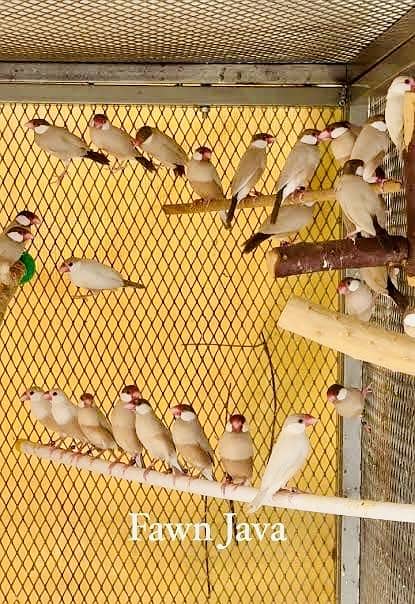 Fawn Java top quality dark head breeders 2