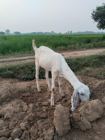 rajan pur cross male bakra