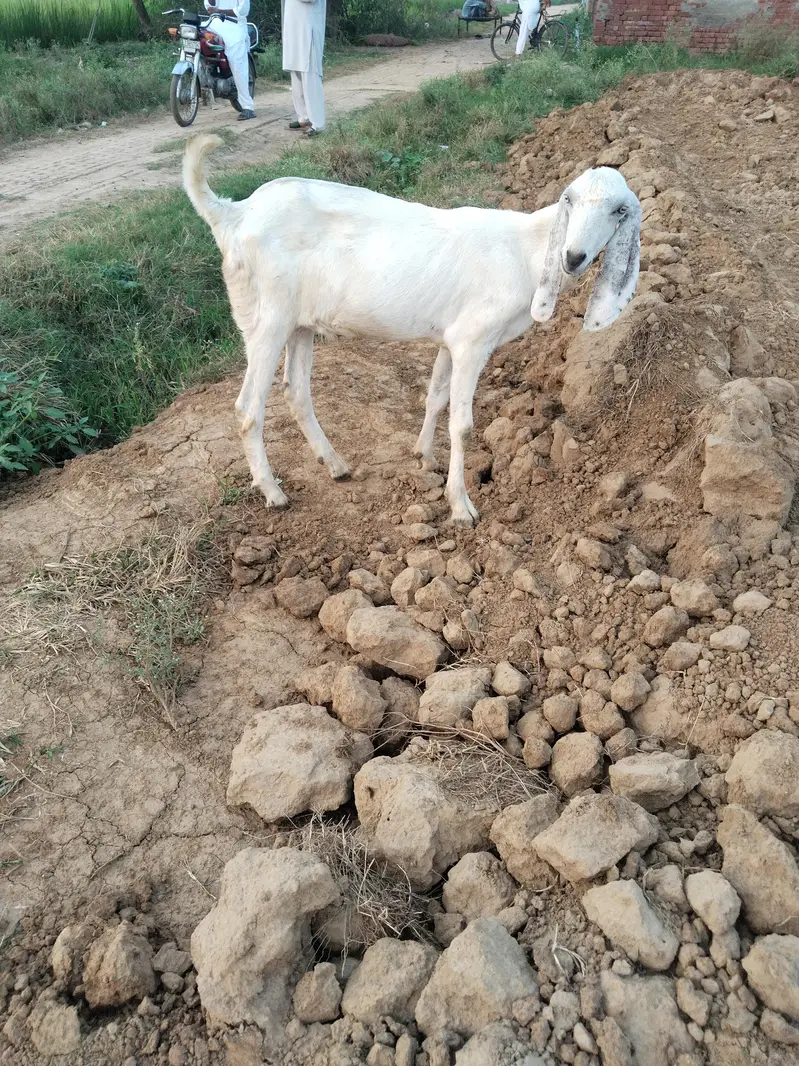 rajan pur cross male bakra — photo 2
