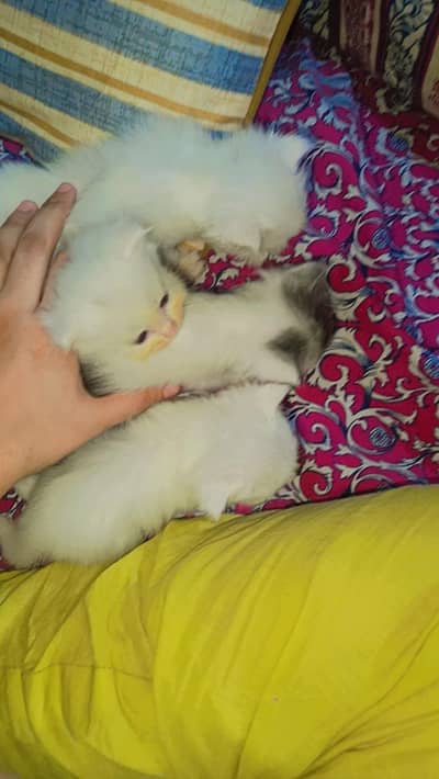 cute little Persians