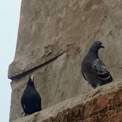 ya sale karny urgent jis Bhai ko chaya ho es number per WhatsApp per
