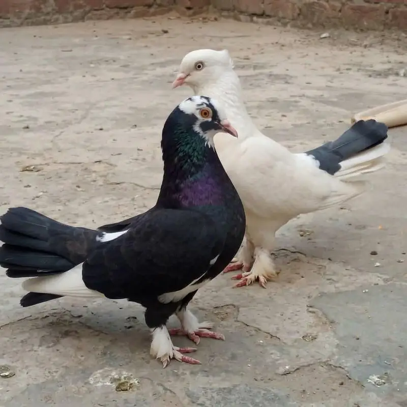 ya sale karny urgent jis Bhai ko chaya ho es number per WhatsApp per — photo 2
