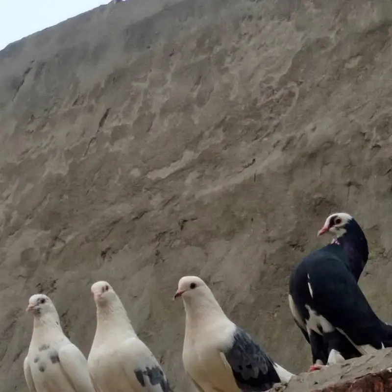 ya sale karny urgent jis Bhai ko chaya ho es number per WhatsApp per — photo 3