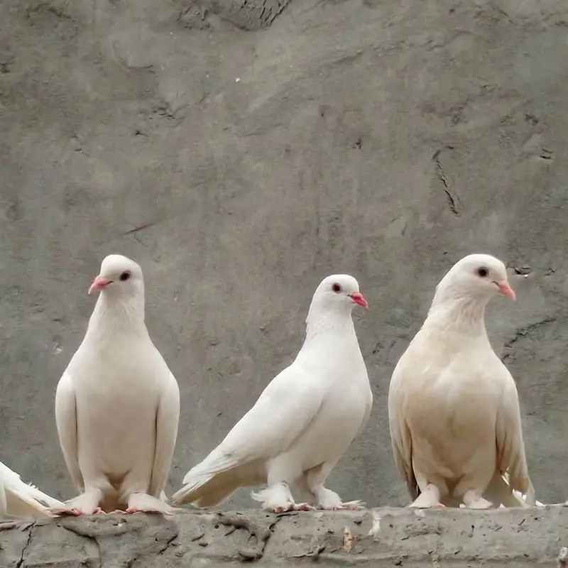 ya sale karny urgent jis Bhai ko chaya ho es number per WhatsApp per — photo 4