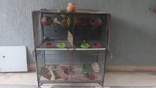All of these parrots are pairs