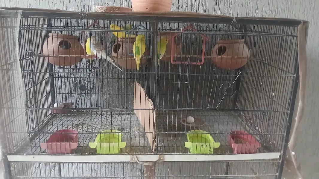 All of these parrots are pairs — photo 2