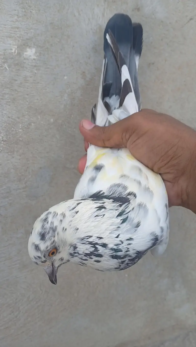 dobaz pair. 03283998830 — photo 3
