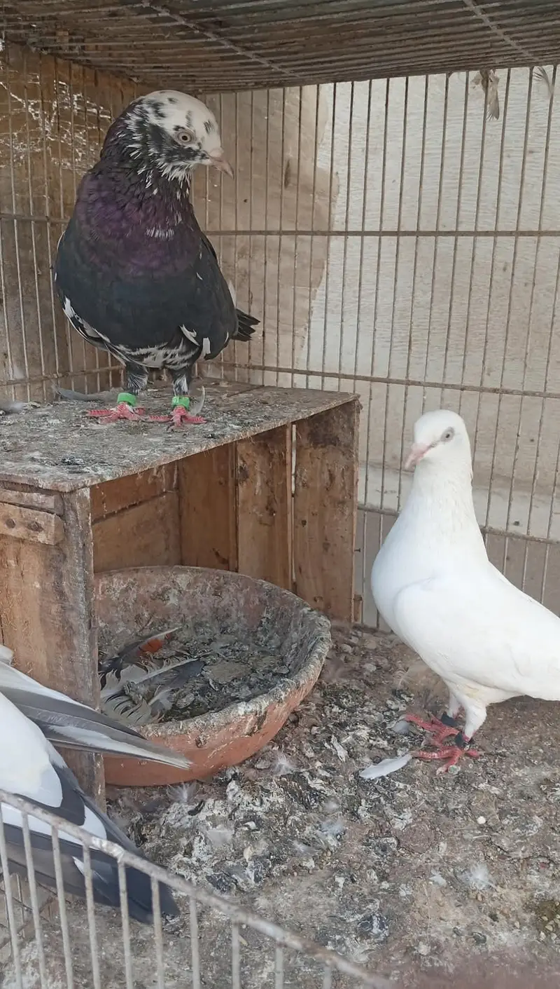 dobaz pair. 03283998830 — photo 5