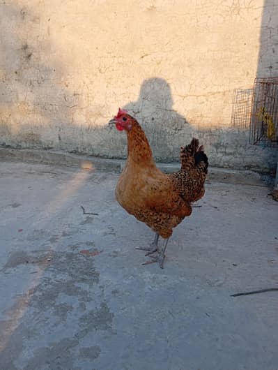 golden misri hens for sale