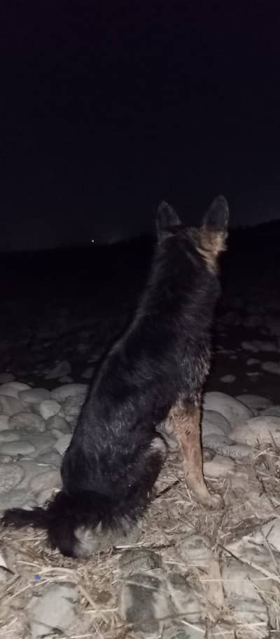 German shepherd stock Cote watsp 03340230970