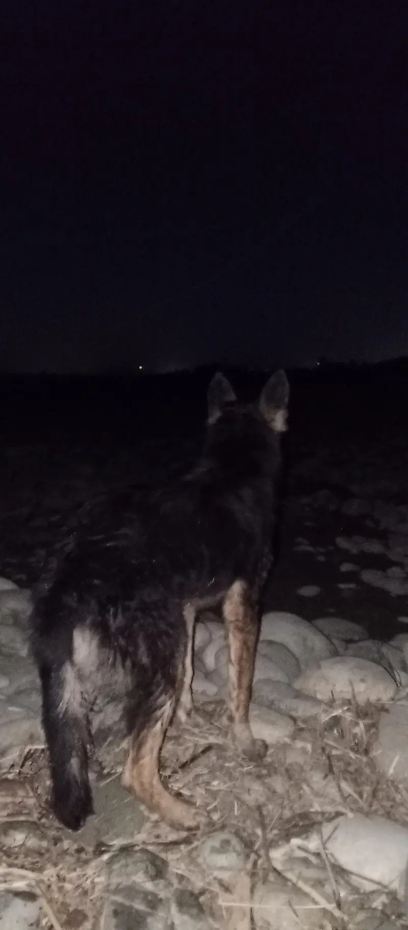 German shepherd stock Cote watsp 03340230970 — photo 2