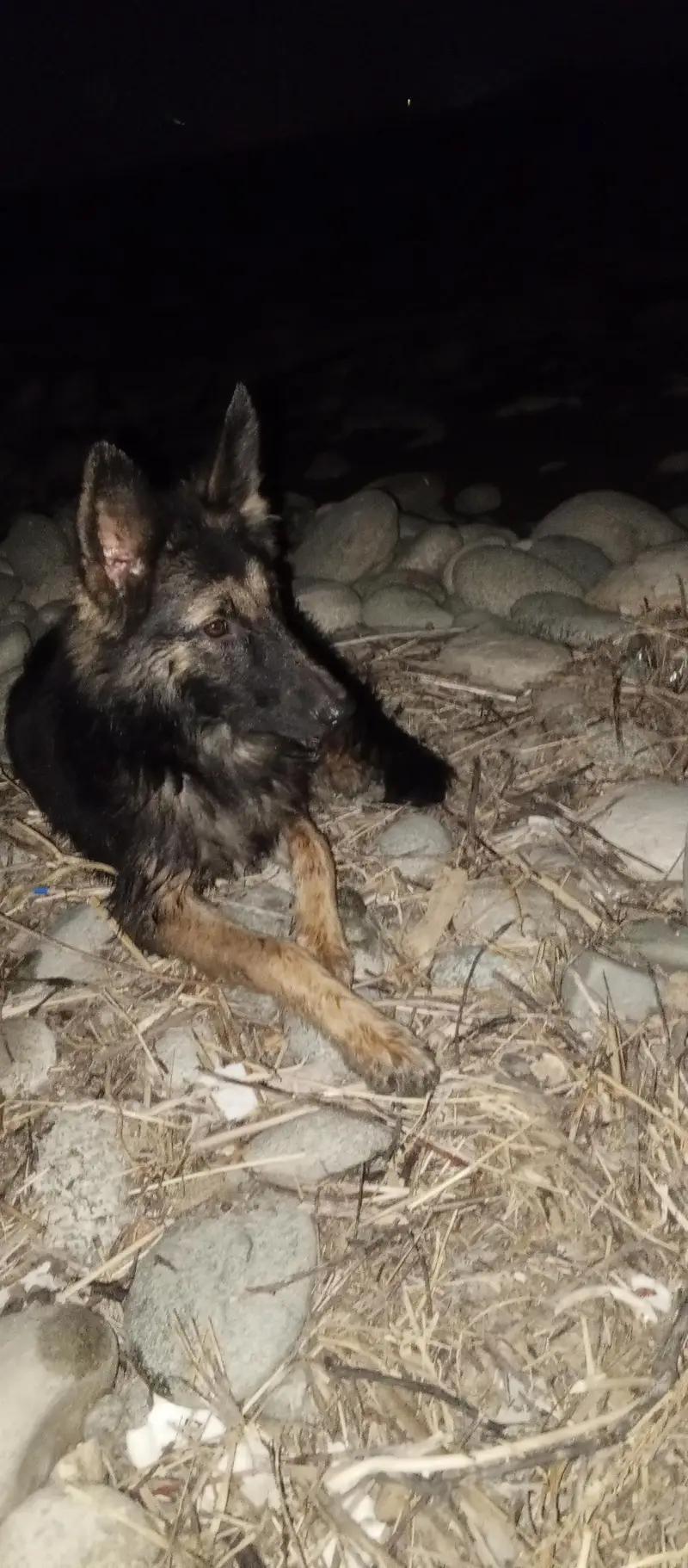 German shepherd stock Cote watsp 03340230970 — photo 3