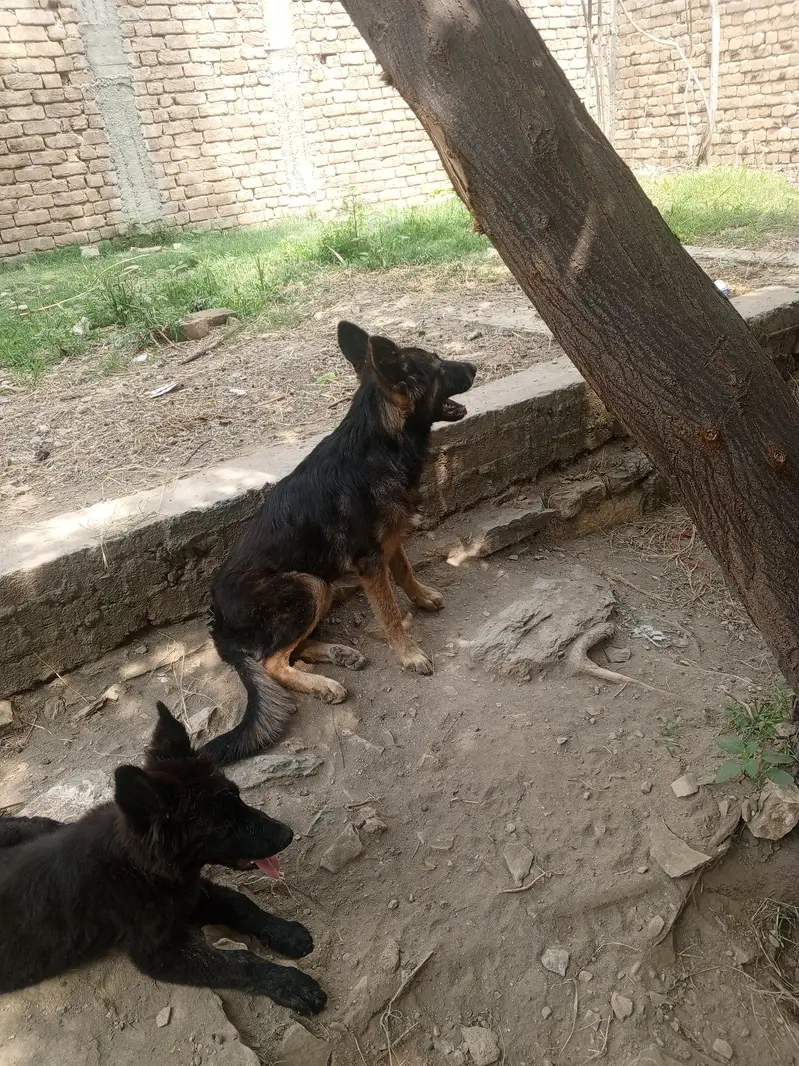 German shepherd stock Cote watsp 03340230970 — photo 4