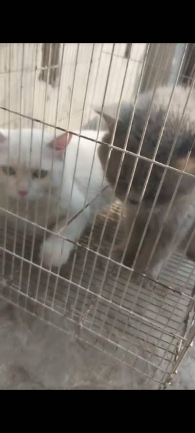 Selling beautiful cats