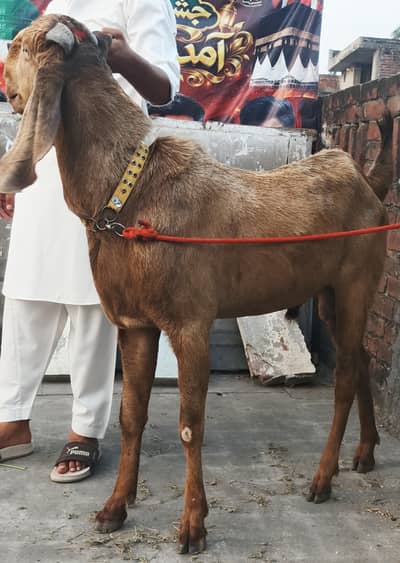 nasli bredar bakra