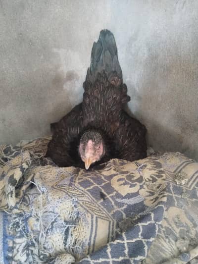 Broody aseel hen