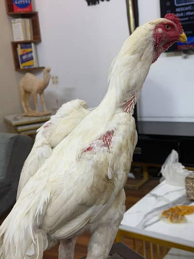 White German Oshamo