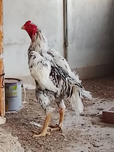 King OOh shamo Male
