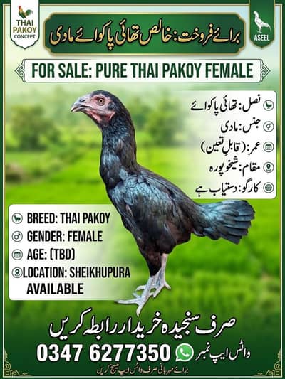 Thai pakoye female