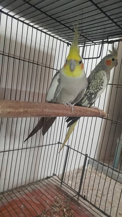 Breeder Pair Cocktails Available + Breeder White Red Eye Male Availabl