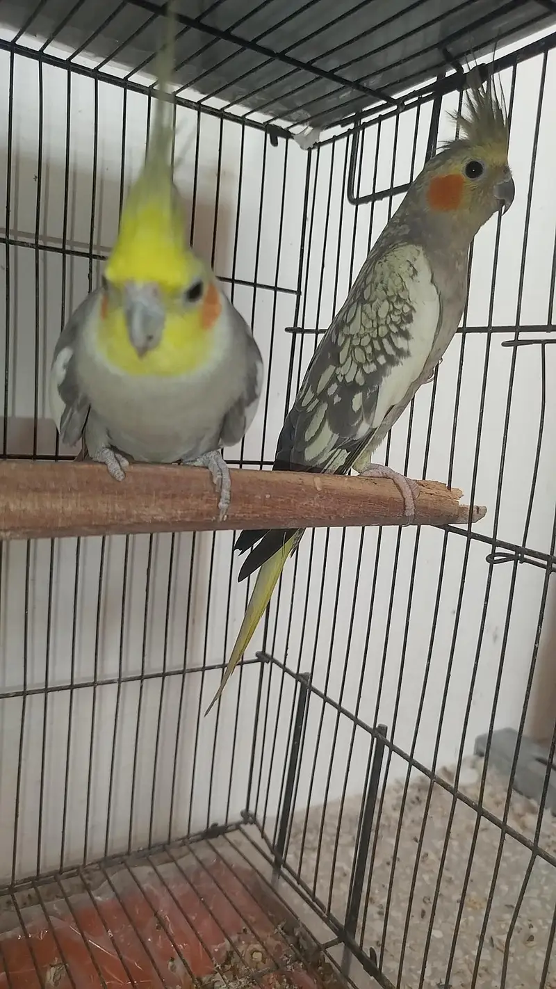 Breeder Pair Cocktails Available + Breeder White Red Eye Male Availabl — photo 2