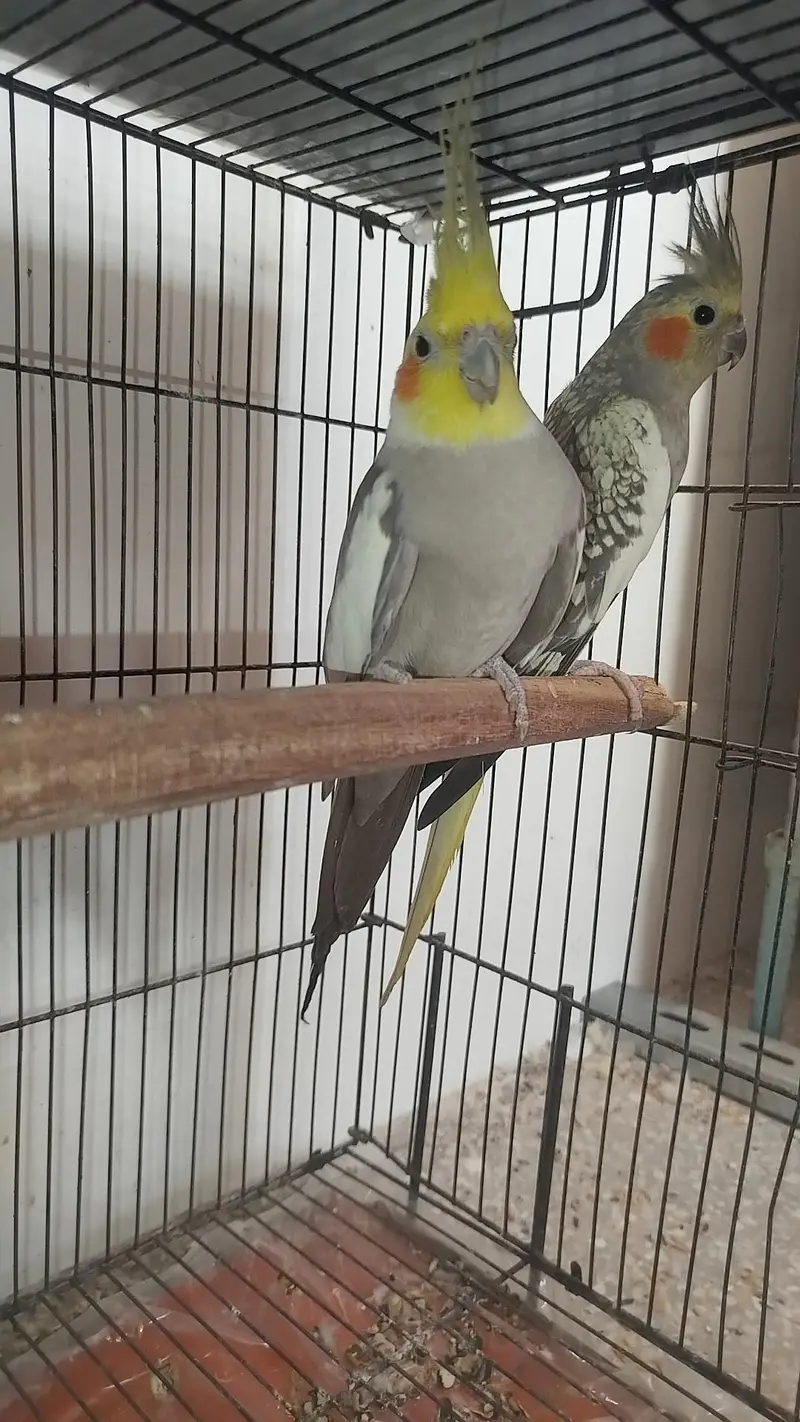 Breeder Pair Cocktails Available + Breeder White Red Eye Male Availabl — photo 3