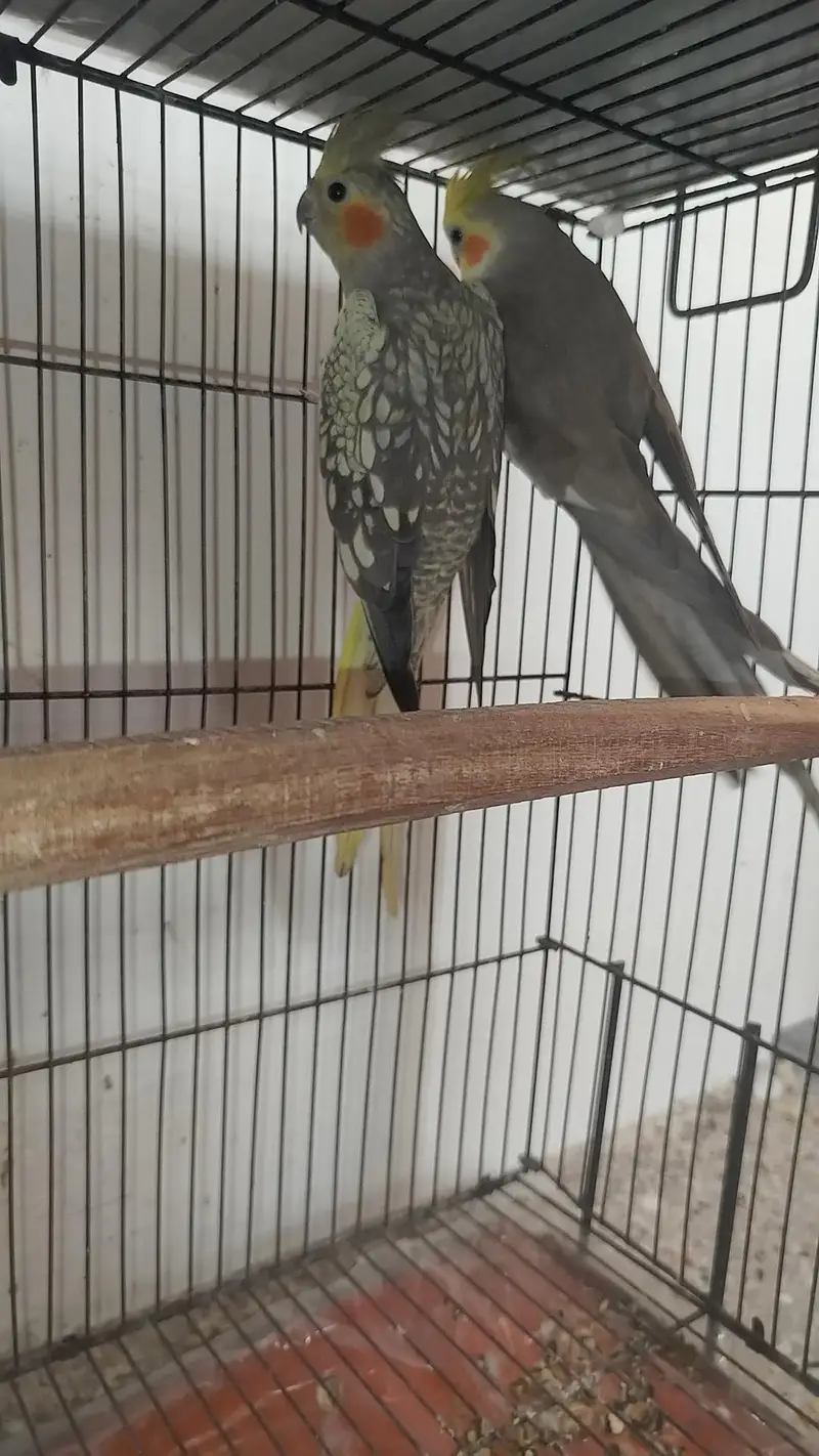 Breeder Pair Cocktails Available + Breeder White Red Eye Male Availabl — photo 4
