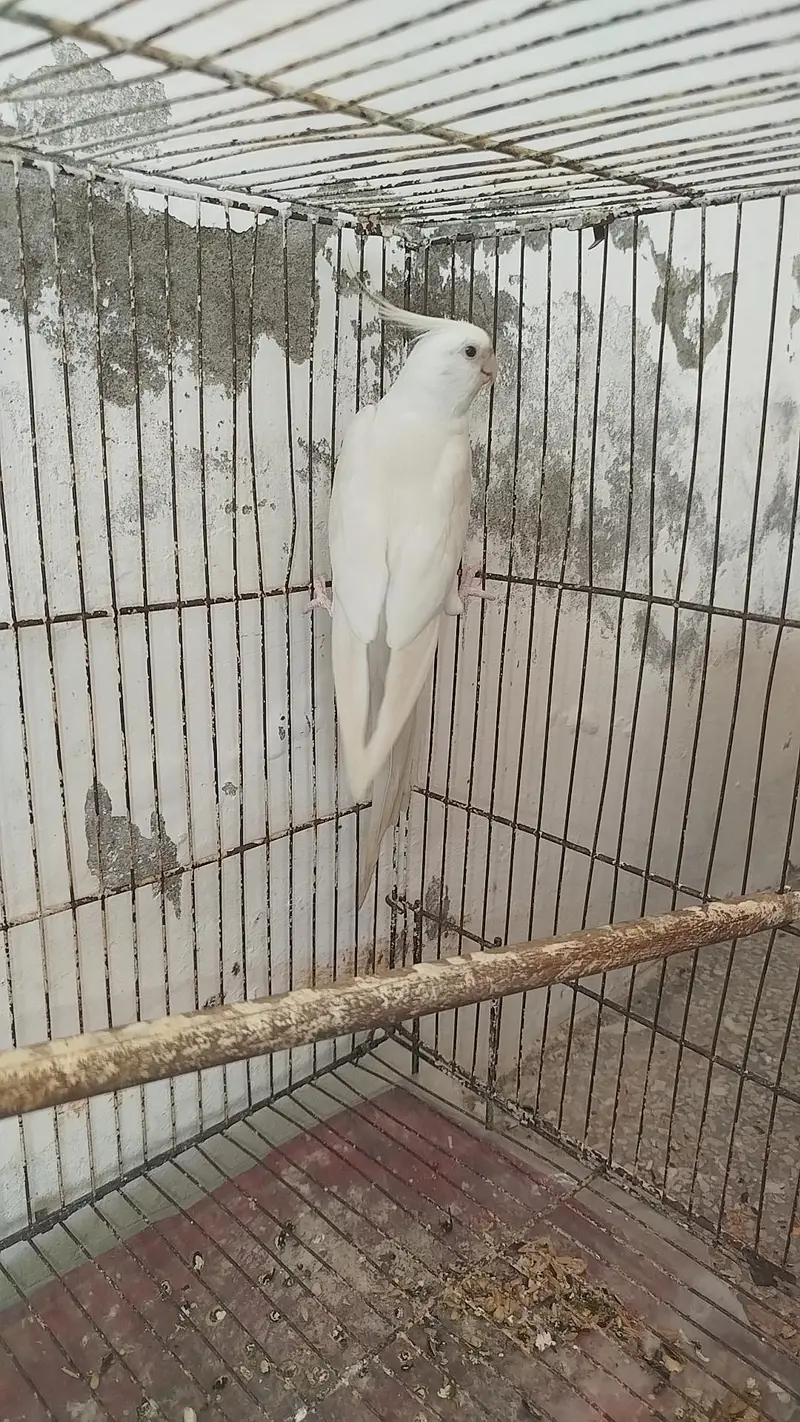Breeder Pair Cocktails Available + Breeder White Red Eye Male Availabl — photo 5