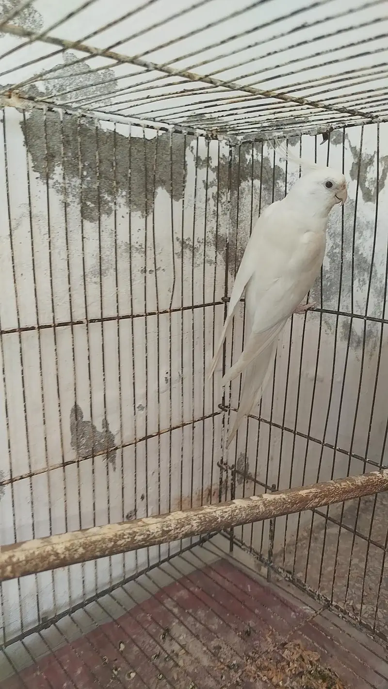 Breeder Pair Cocktails Available + Breeder White Red Eye Male Availabl — photo 6