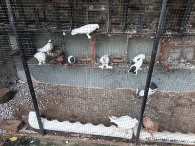 fancy pigeons