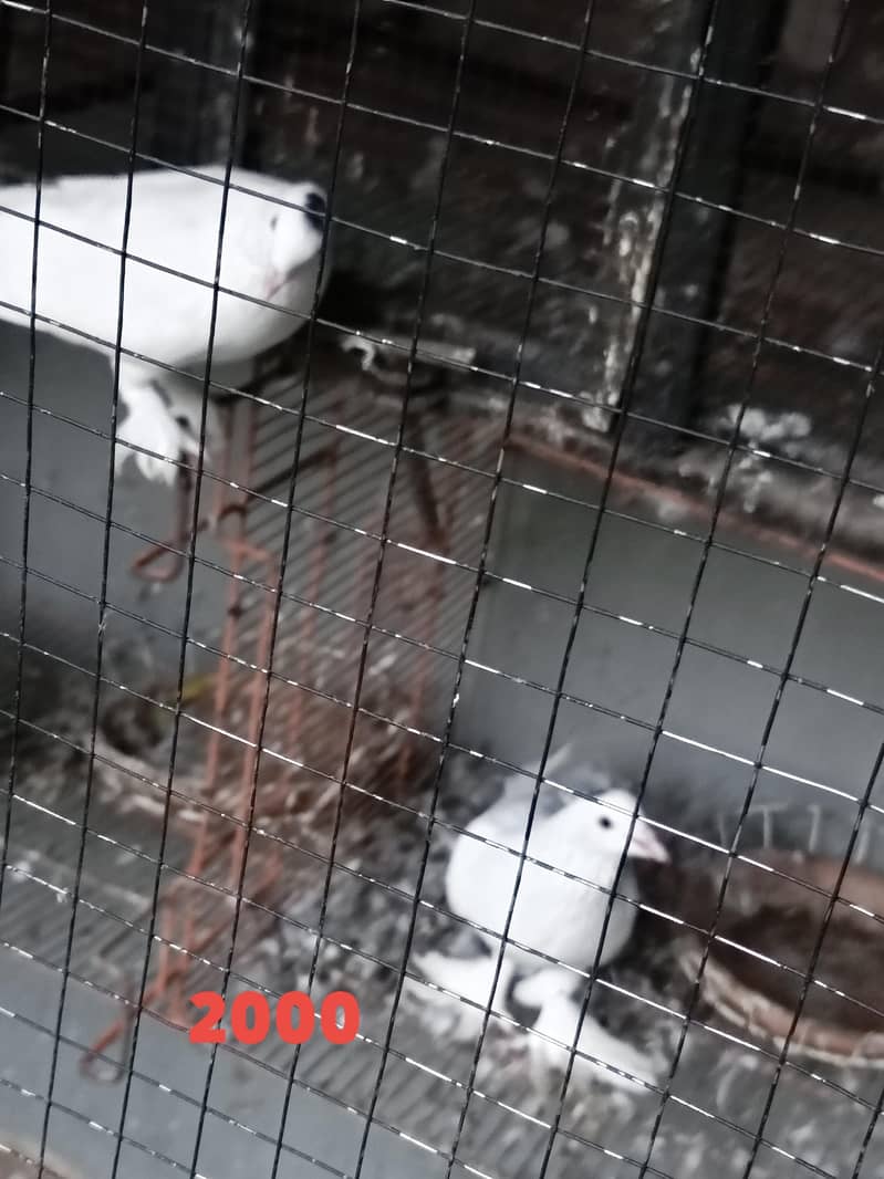 fancy pigeons 1