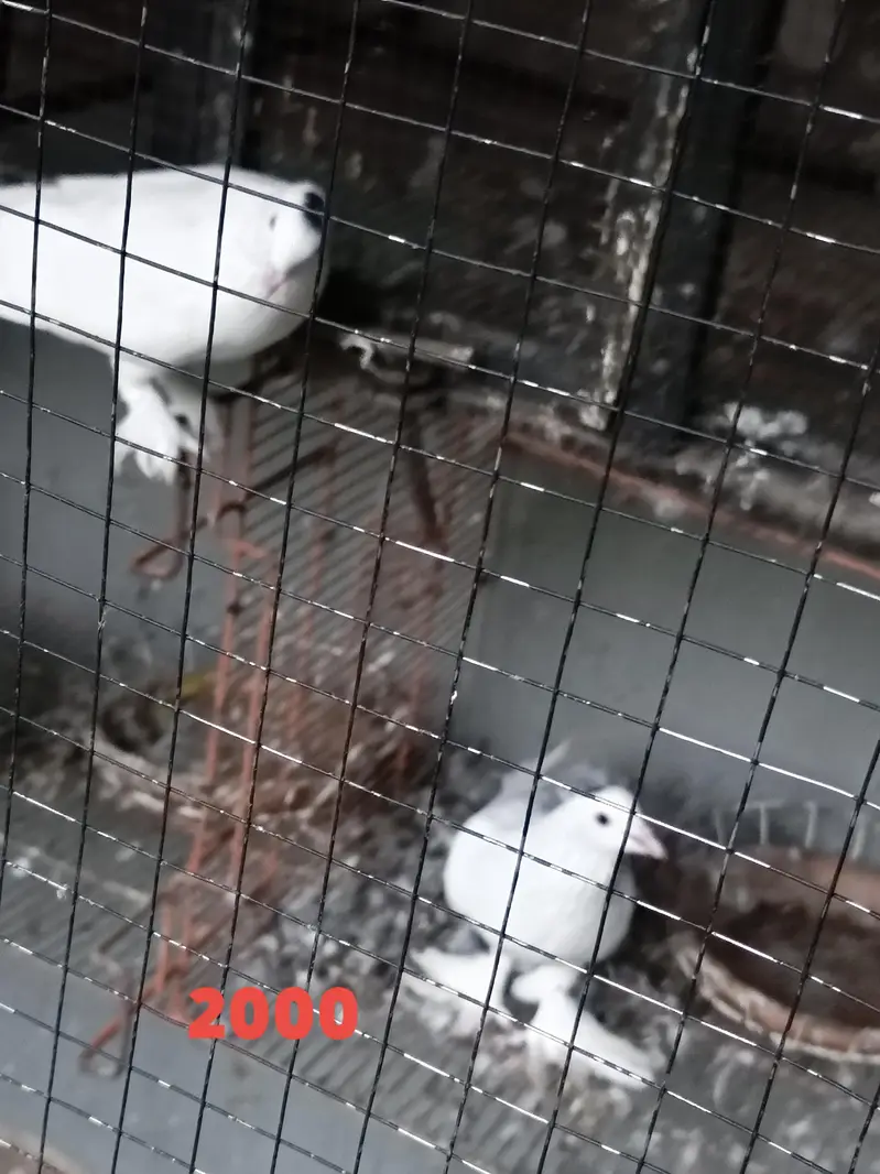 fancy pigeons — photo 2