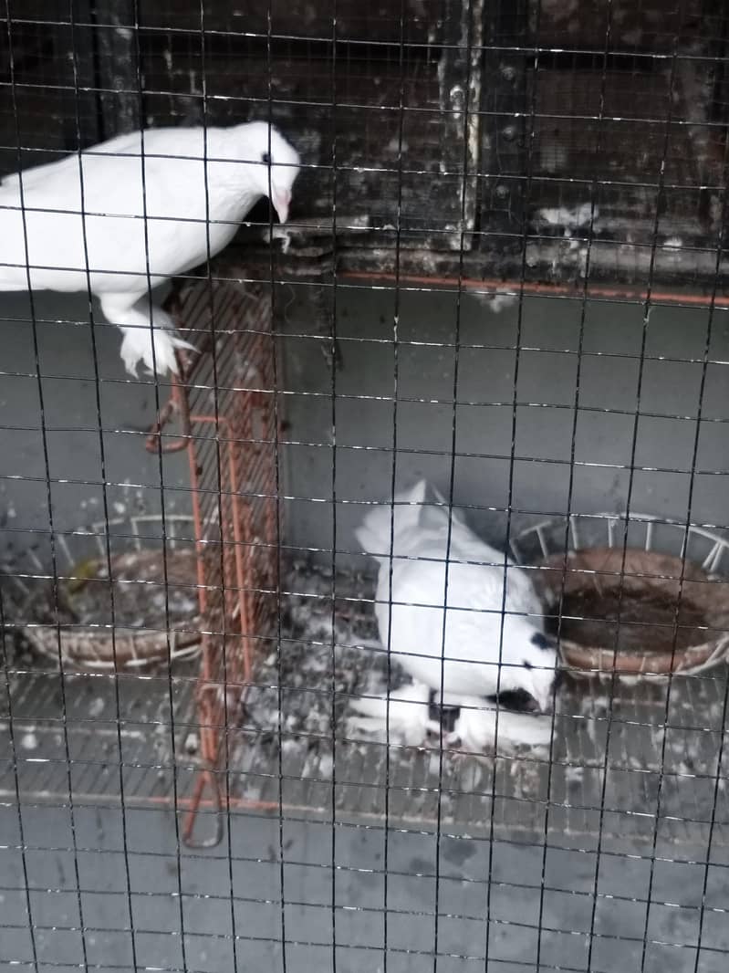 fancy pigeons 2