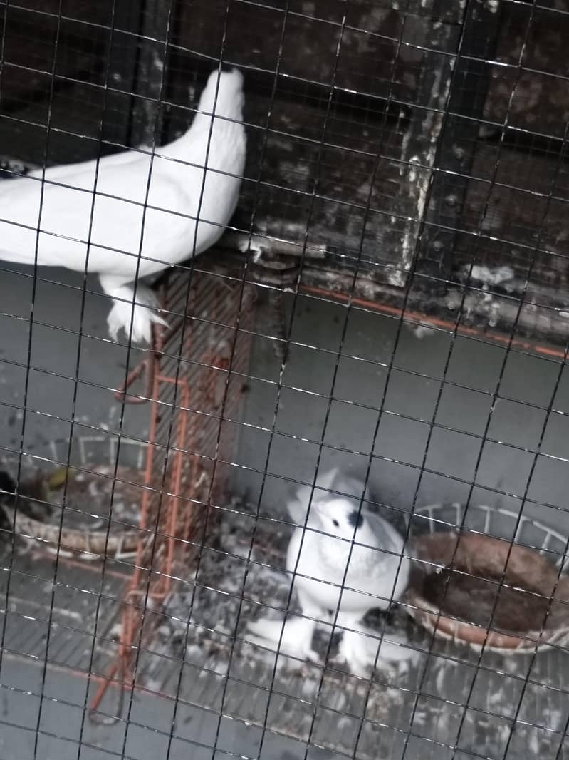 fancy pigeons 3