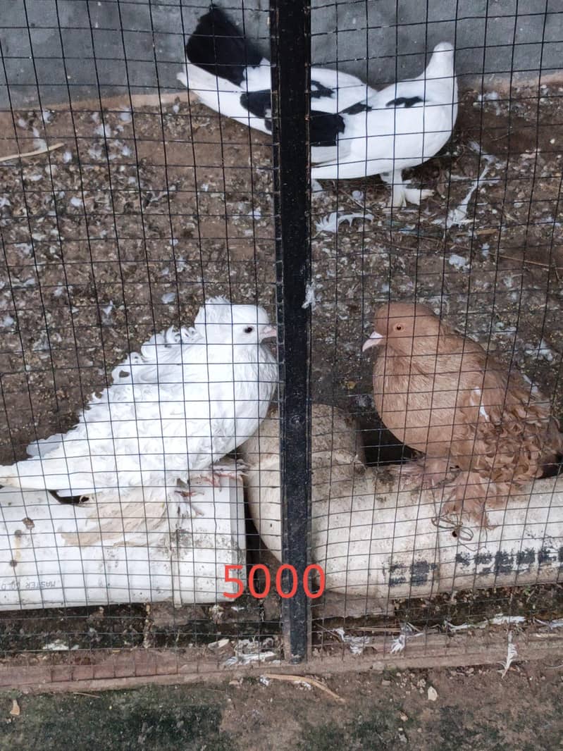 fancy pigeons 4