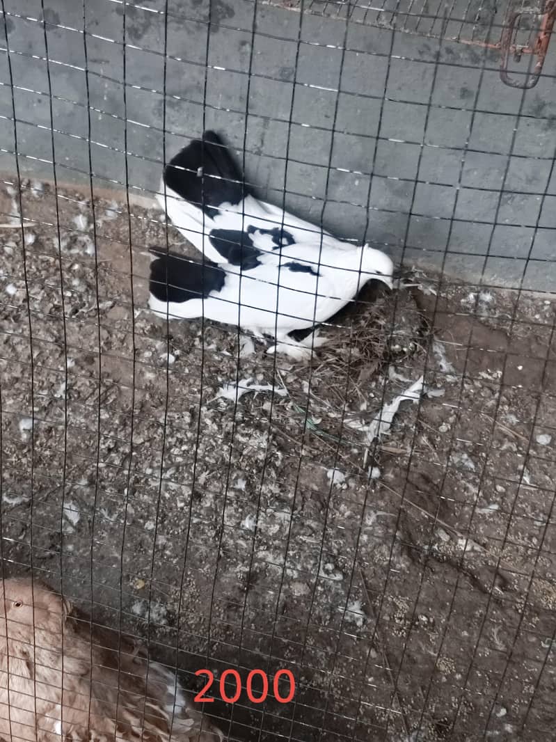 fancy pigeons 6