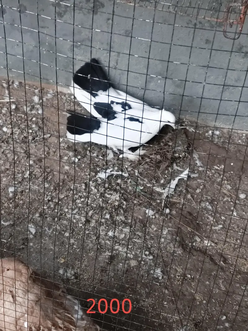 fancy pigeons — photo 7