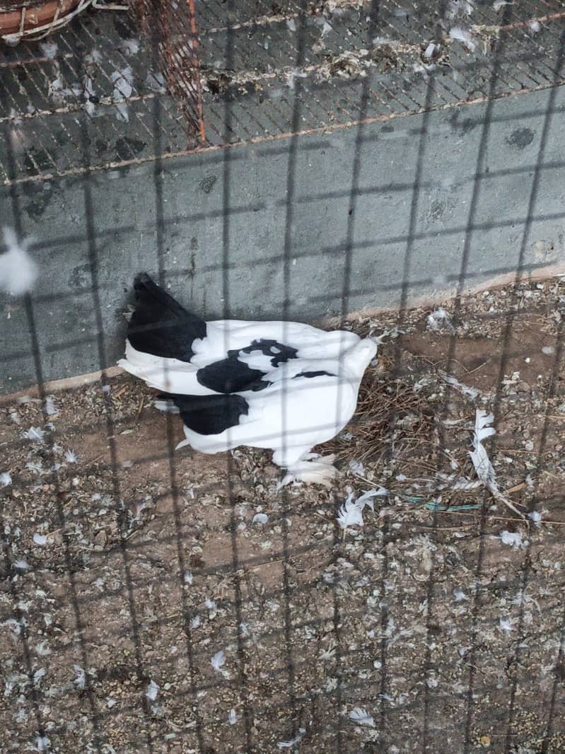 fancy pigeons 7