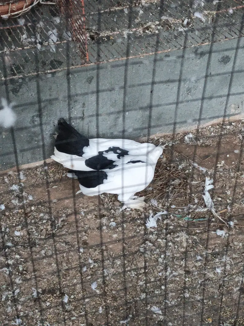 fancy pigeons — photo 8