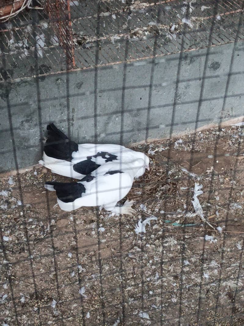 fancy pigeons 8