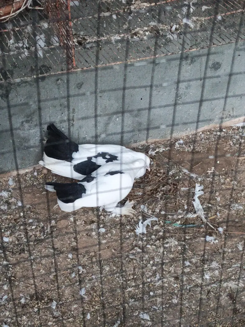 fancy pigeons — photo 9