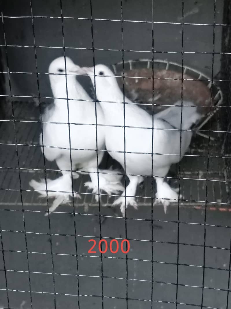 fancy pigeons 9