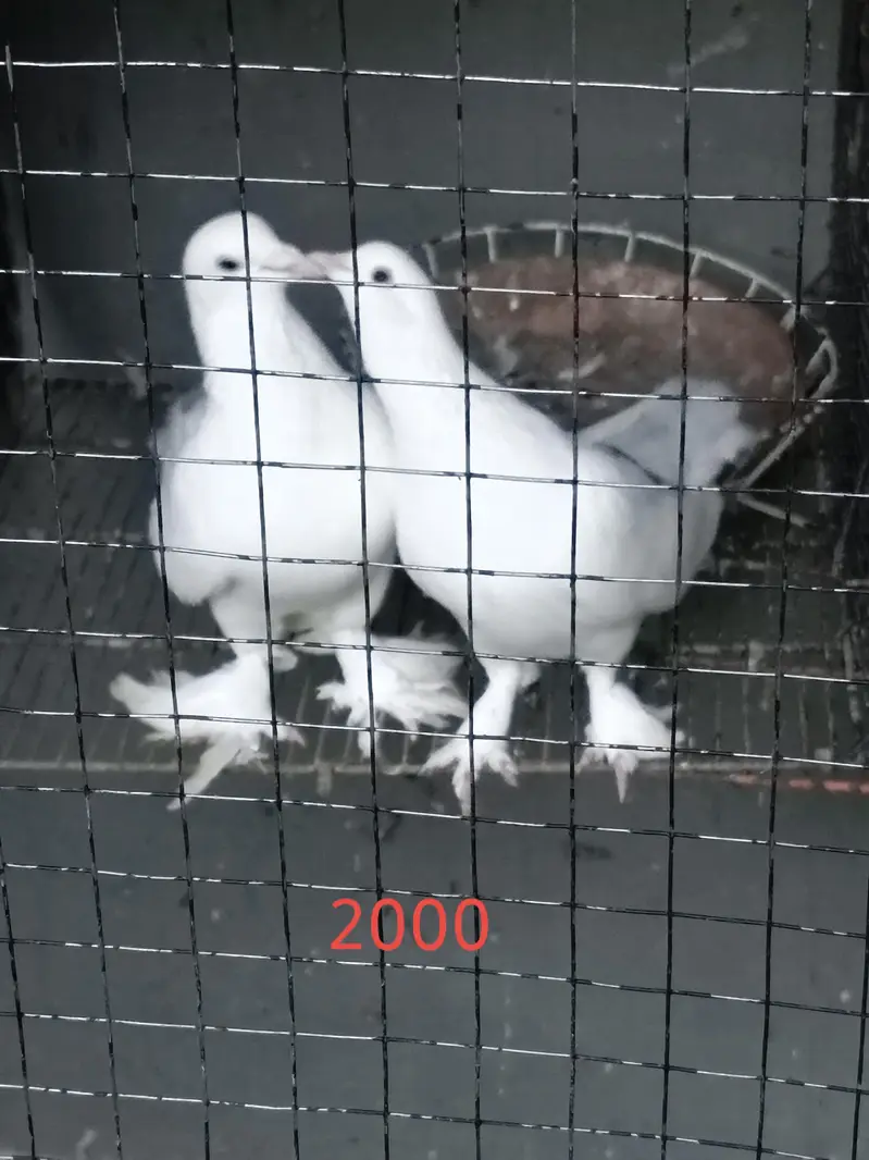fancy pigeons — photo 10