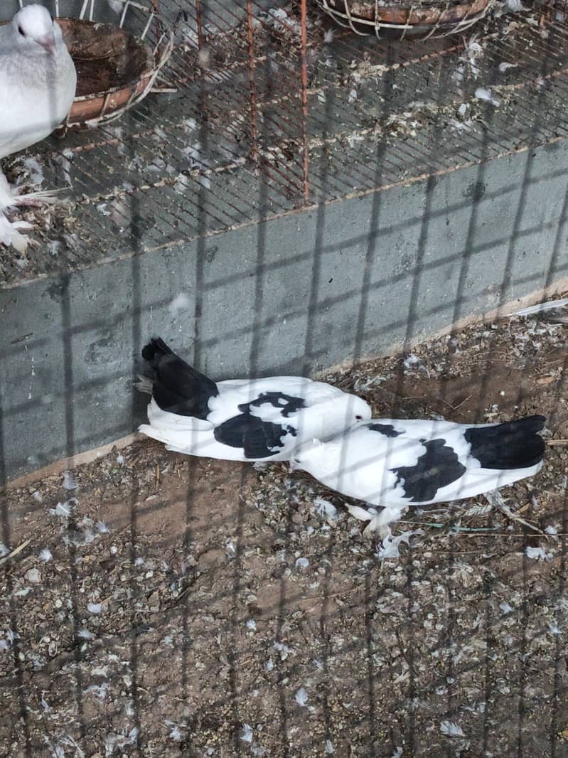 fancy pigeons 10