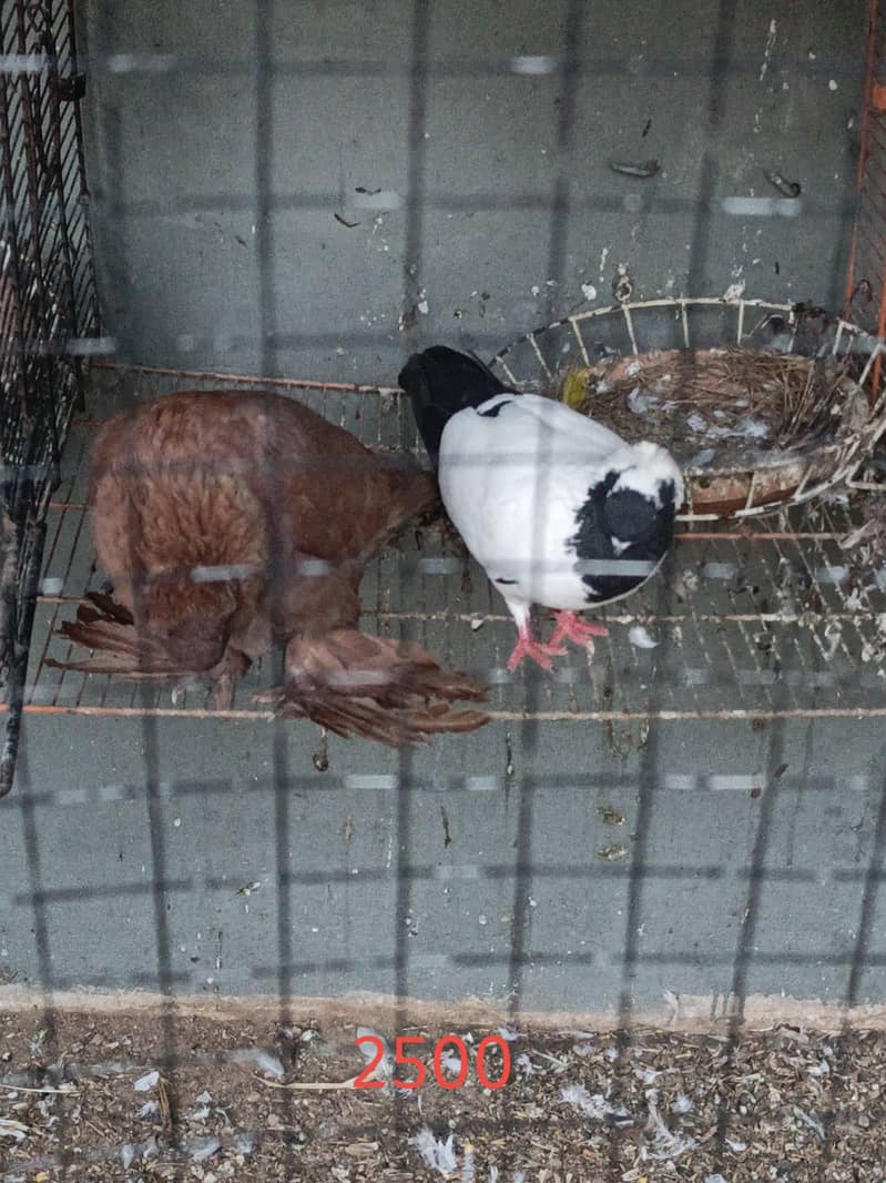 fancy pigeons 11