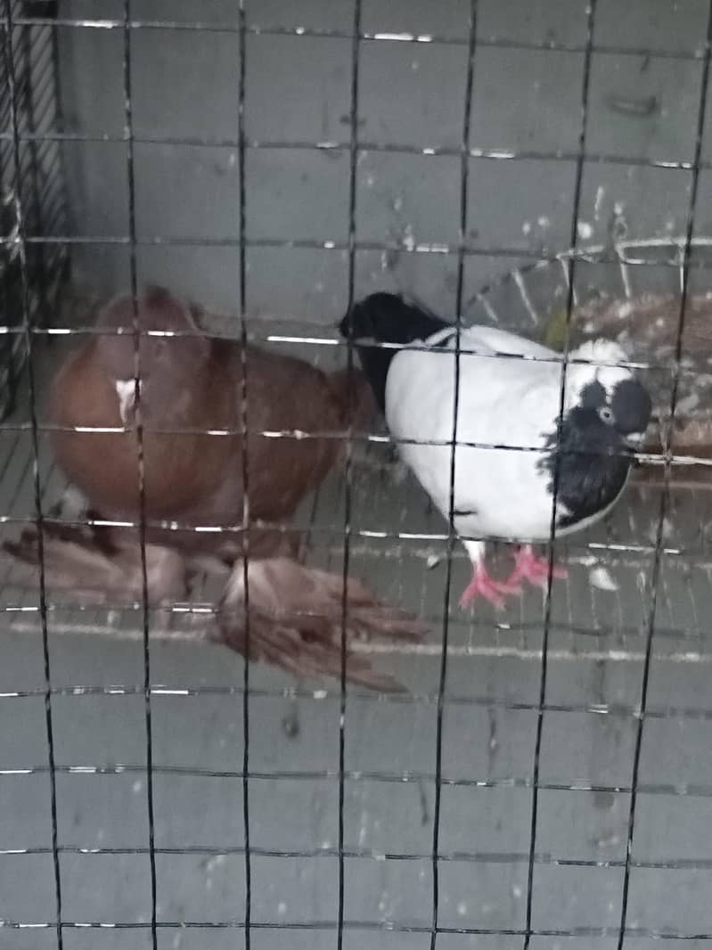 fancy pigeons 12