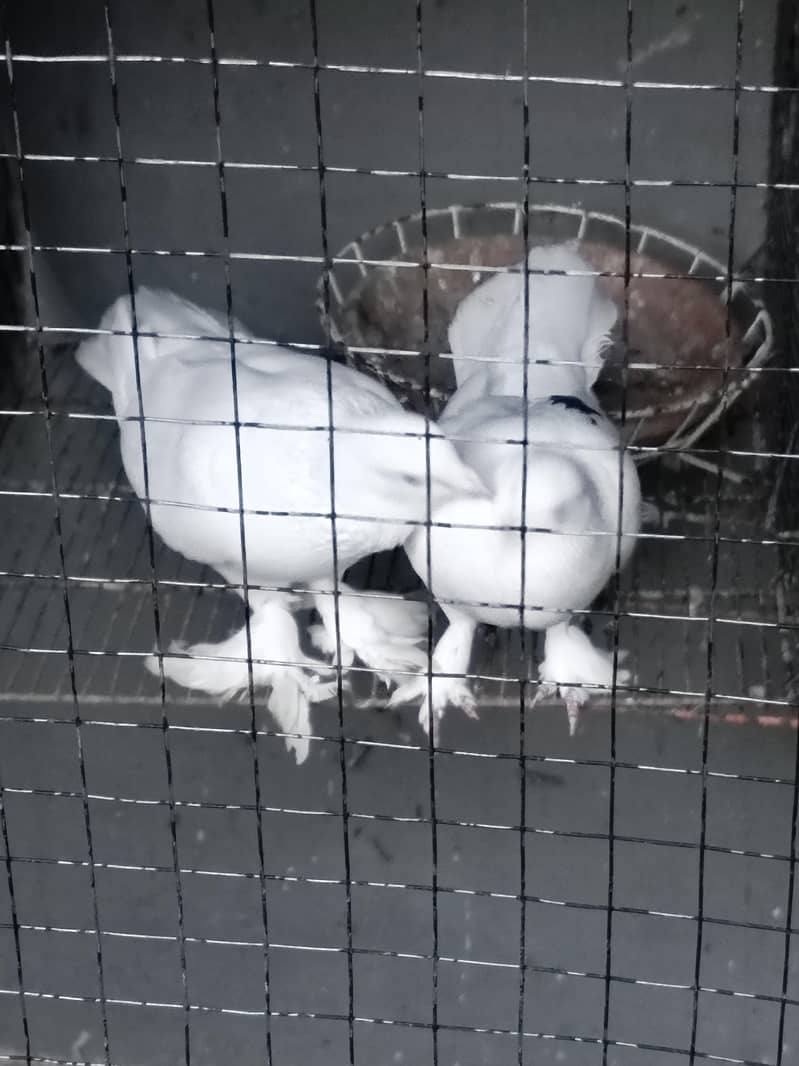 fancy pigeons 13